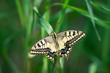 Papilio Machaon
Old World Swallowtail
