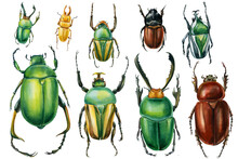 Beetles On An Isolated White Background, Watercolor Illustration, Green Scarab Beetle