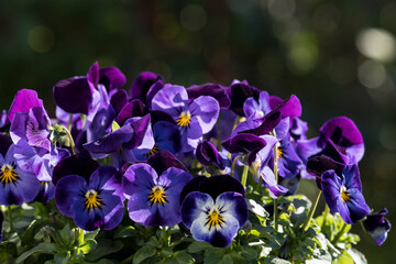 Wall Mural - Viola in flower