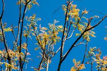 Fresh Growth Of The Ornamental Tree Koelreuteria Paniculata