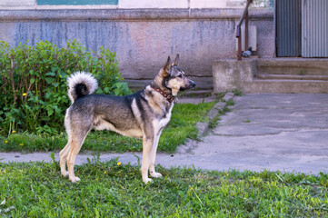 young mixed breed dog on the street