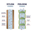 Xylem and phloem water and minerals transportation system outline diagram. Educational labeled anatomical scheme with vessel side cross section, structure and process explanation vector illustration.