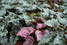 Purple And Green Begonia Leaves