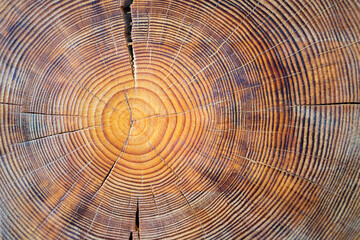  Closeup macro view of end cut wood tree section with cracks and annual rings. Natural organic texture with cracked and rough surface. Flat wooden surface with annual rings