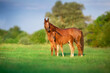 Red mare and foal on green pasture