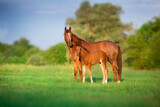 Fototapeta Konie - Red mare and foal on green pasture