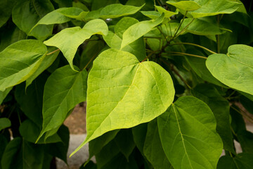 The big leaves of Catalpa speciosa