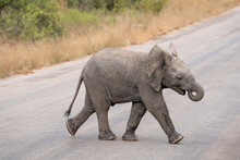 Cute Baby Elephant With Trunk Curled Into Mouth Walking Across The Road In The African Bush.
