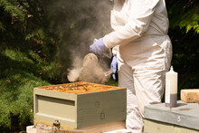 Smoker Being Used On A Bee Hive To Calm The Bees So An Inspection Of The Hive Can Be Made. The Health Of The Bees Needs To Be Checked Periodically,