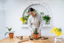Calm Young Woman Transplanting Potted Cactus In Light Store