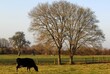 La vache dans le champs à Mayenne pays de la Loire France	