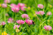 red clover meadow with a bumblebee