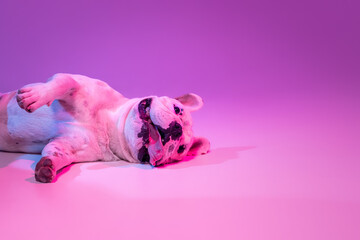 Portrait of cute purebred dog bulldog lying down isolated over studio background in neon gradient pink purple light.