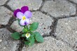 Stiefmütterchen - Viola tricolor - Pflaster
