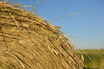 Wall Mural - straw bales in the rural landscape in sunlight