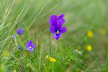 Viola Declinata Is An Alpine Perennial Plant Of The Violet Family, Endemic To The Eastern Carpathians. Wild Flowers - Johnny Jump Up, Heartsease - Viola Declinata