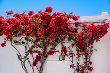 Bougainvillea Red Flowers Plant On Whitewashed Building Wall
