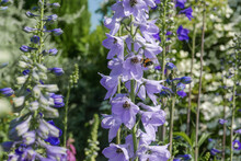 Bee Flying Into A Lilac Delphinium Flower
