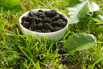 mulberries in a white plate on green grass