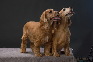 Cocker Spaniel