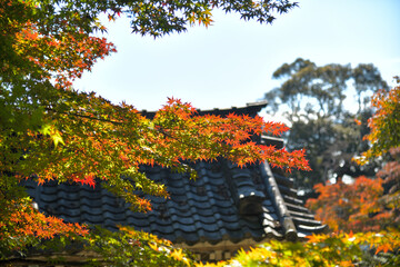 Wall Mural - 赤く色付き始める紅葉