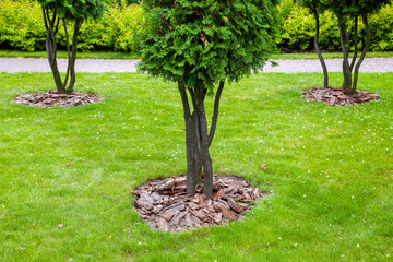 Wall Mural - Mulching from the bark of trees around the thuja trees on green lawn, landscaping of growth backyard garden close-up, nobody.