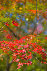 Wall Mural - 赤く色付き始める紅葉