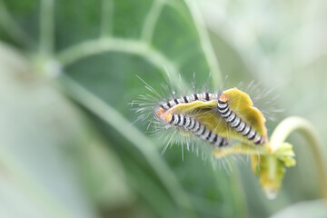 butterfly larvaes caterpillar eating Anthurium Clarinervium leaf