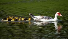 Mother Muscovy Duck With Ducklings