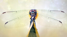 Amazing Shape Of Dragonfly From All Angle With Colorful Background For Beautiful Macro Photography Images Collection