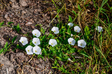 Wall Mural - Convolvulus arvensis field weed and medicinal plant.