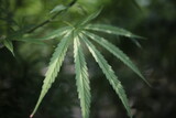 Fototapeta Natura - Legally grown cannabis plants selective focus