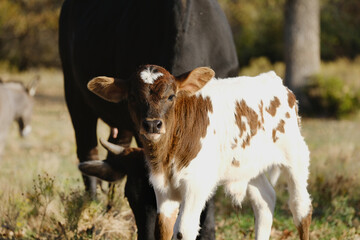 Poster - Young innocent beef calf with cow during fall on farm.