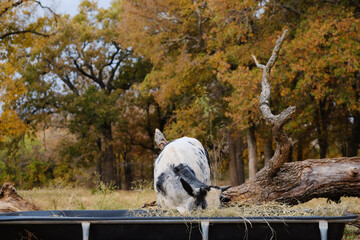 Wall Mural - Young crossbred beef calf eating from bunk feeder during autumn season in Texas pasture on cow farm.