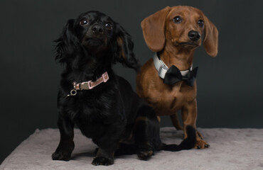 Male and Female Dachshund dogs