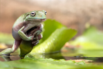 Funny smiling dumpy tree frog Ranoidea Caerulea in various angle and colorful natural background for amazing macro images collection