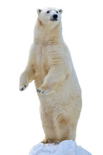 Polar Bear Isolated On White