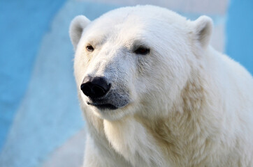 Wall Mural - polar bear portrait