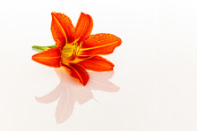 Orange Lily Flowers Are Blooming