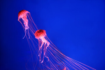 Wall Mural - Bright pink jellyfish on a blue background.