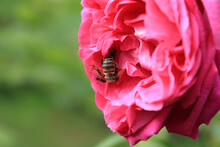 Pink Rose Honey Bee Macro Photo