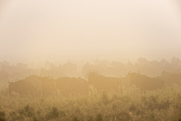 Wall Mural - Wildebeest migration in heavy morning fog Serengeti National Park Tanzania Gnu