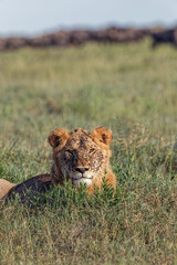 Wall Mural - Lion lying in grass with herd of distant wildebeest Serengeti National Park Tanzania Africa