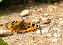 Close Up Of Red Admiral Butterfly On The Ground With Out Of Focus Background