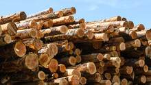 Logs Are Stacked In A Timer Yard In Preparation For Processing Into Finished Lumber Under A Blue Sky

