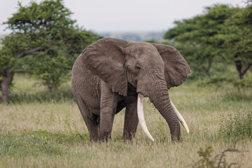 Wall Mural - Huge bull African elephant Serengeti National Park Tanzania Africa