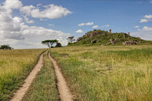 Acacia Tree And Tire Tracks Across Grass Plains Serengeti National Park Tanzania Africa