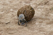 Dung beetle rolling a ball of elephant dung Serengeti National Park Tanzania Africa