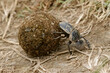 Dung beetle rolling a ball of elephant dung Serengeti National Park Tanzania Africa