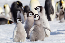 Antarctica Snow Hill. A Group Of Emperor Penguin Chicks Huddle Together While Flapping Their Wings.